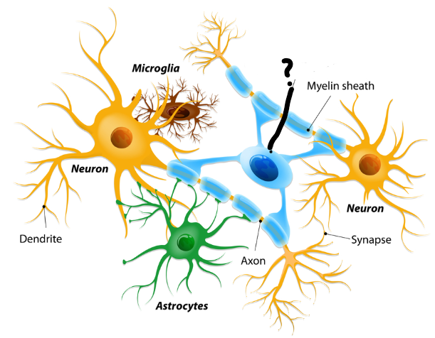 <p>What cell is this?</p><p>what does it do?</p>