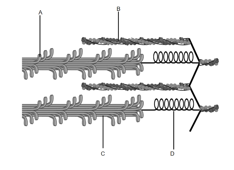 <p>identify actin</p>