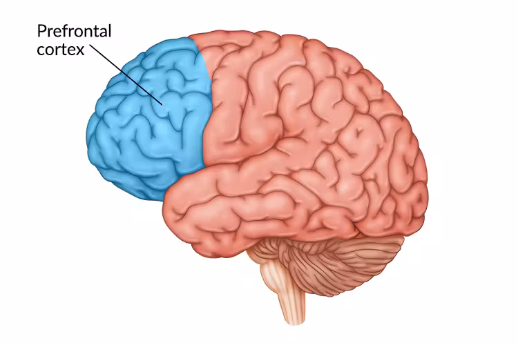 <p><span><span>part of frontal lobe responsible for thinking, planning, and language</span></span></p>