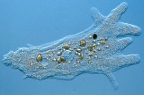 <p>Tubulinids</p>