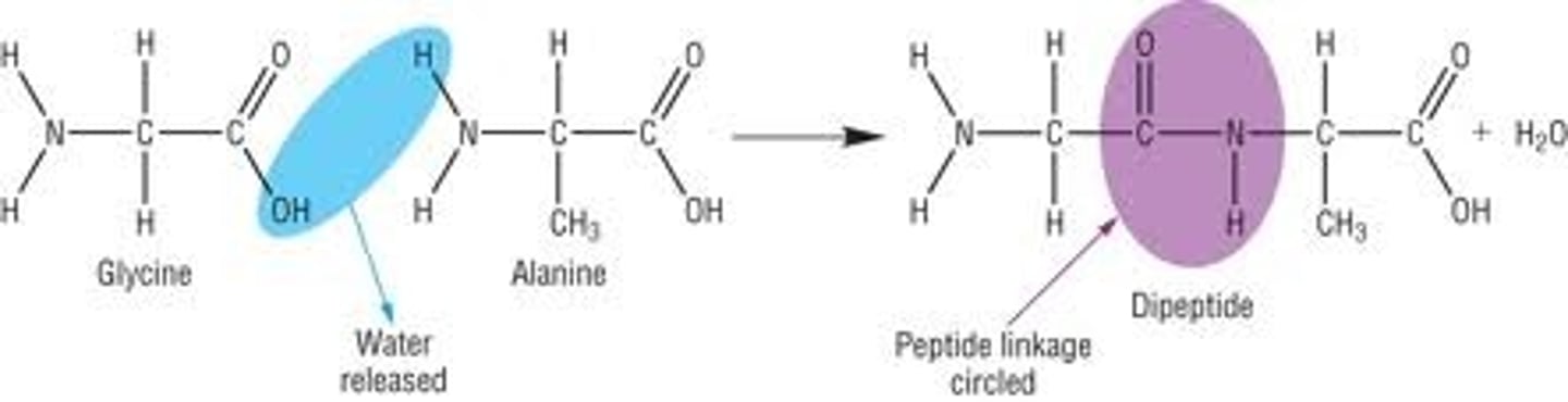 <p>dehydration synthesis</p>