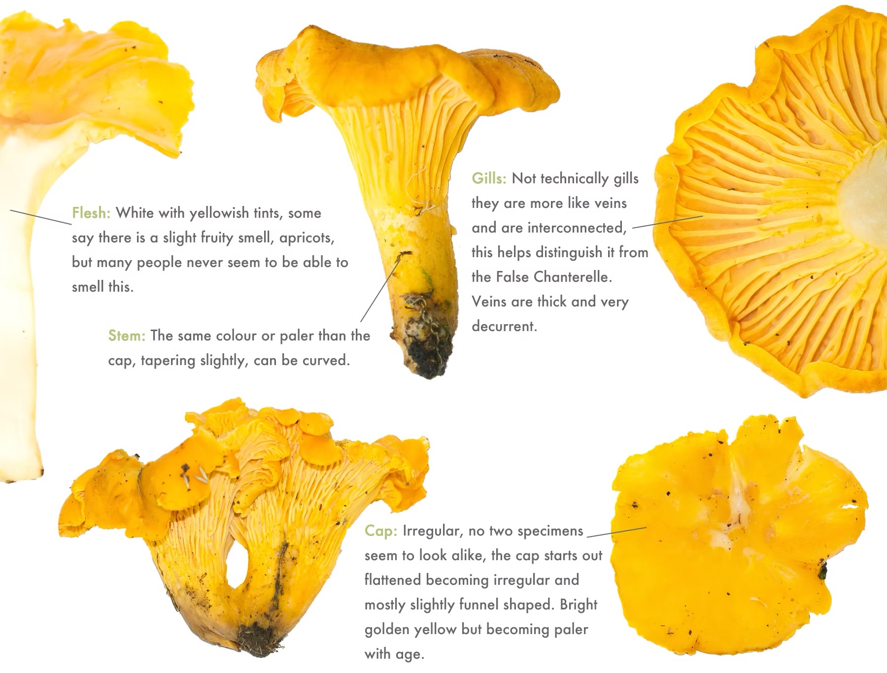<ul><li><p>NC edible</p></li><li><p>Golden yellow-orange cap</p></li></ul><ul><li><p>Golden yellow-orange false gills</p></li><li><p>False gills forked and ridged or wavy not easily removed</p></li><li><p>False gills run down stem a little ways</p></li><li><p>Grows on the ground</p></li><li><p>Dense white flesh does not stain when cut</p></li><li><p>Apricot or fruity scent</p></li><li><p>Smooth cap, becomes vase-shaped with age</p></li></ul><p></p>