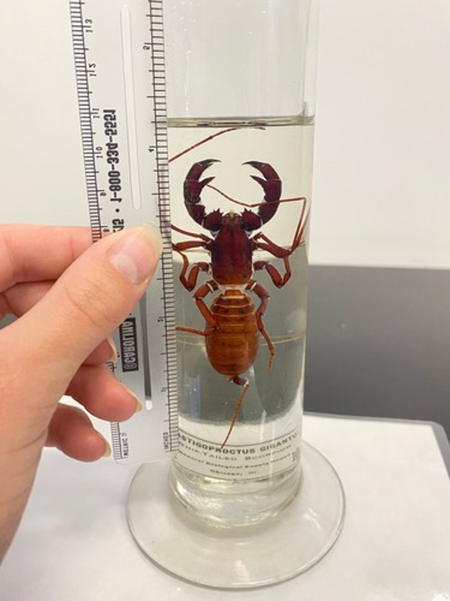 <p>What is the common name of this organism?</p>