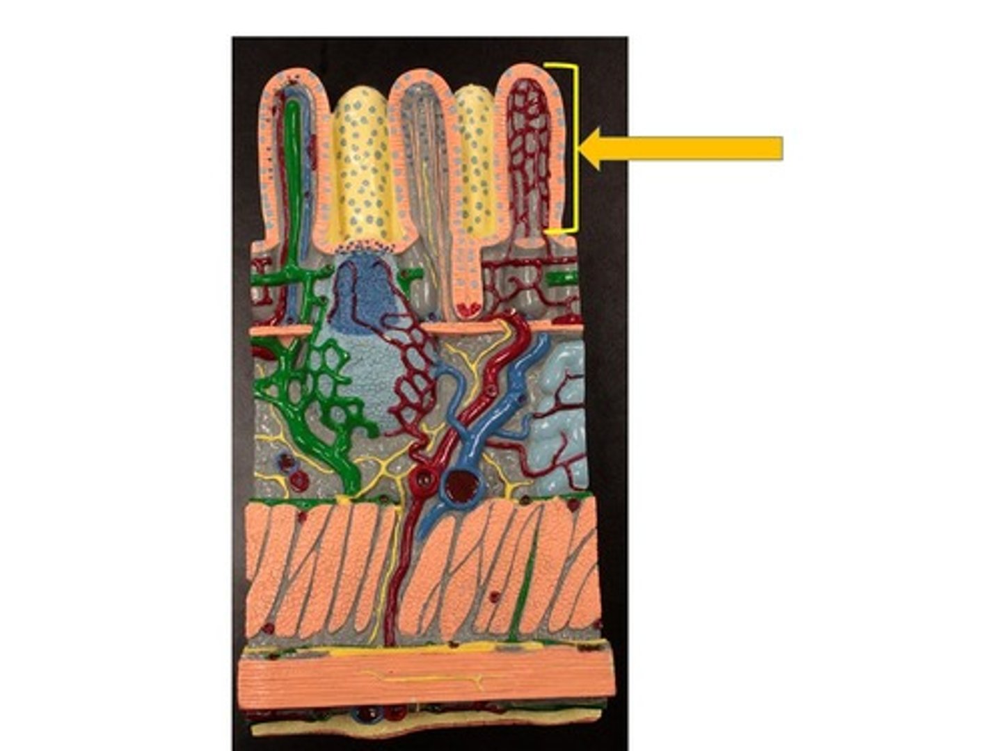 knowt flashcard image