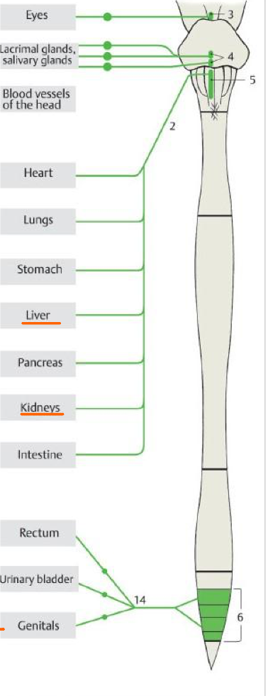 <p>The liver, suprarenal glands, & kidneys are NOT supplied by what type of fibers?</p>