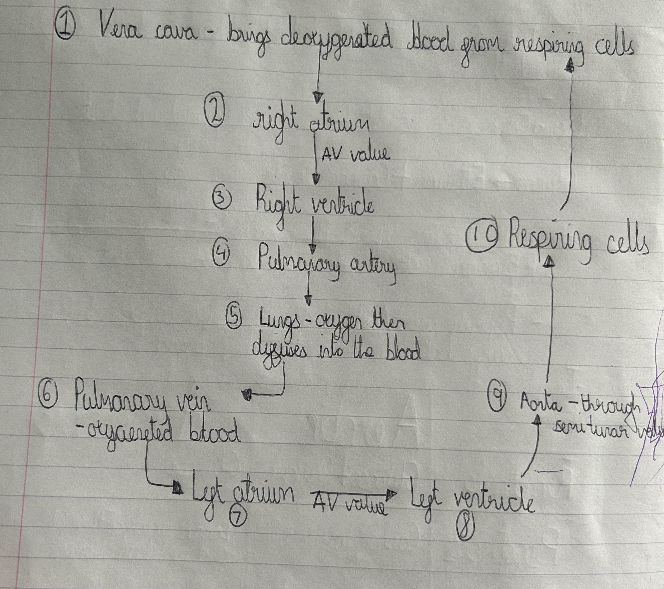 knowt flashcard image