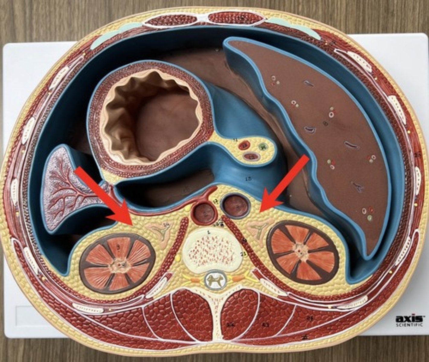 <p>all yellow tissue around kidneys</p>