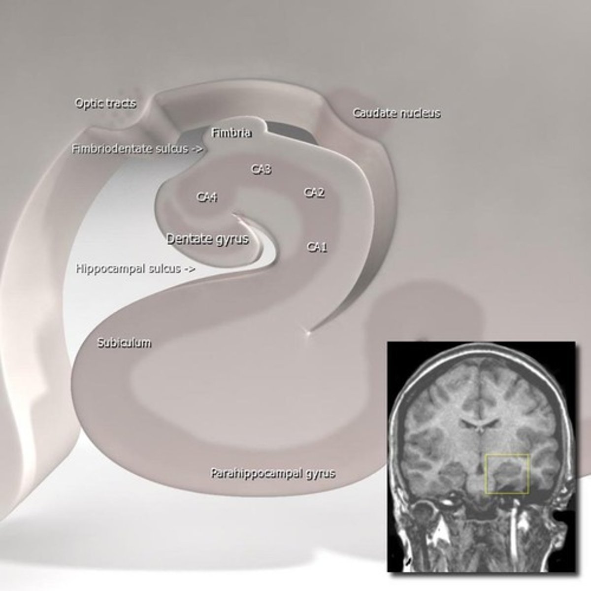 <p>Hippocampus proper, dentate gyrus, subiculum, and parahippocampal gyrus.</p>