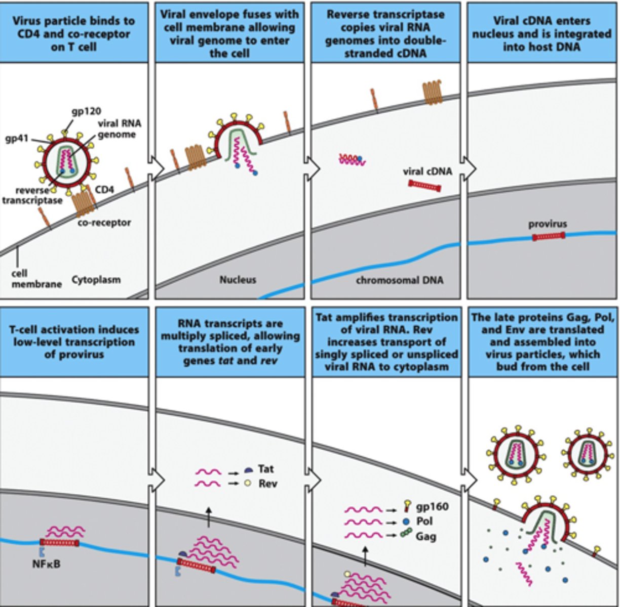 <p>1. virus released via budding from cell membrane</p><p>2. animal cells only</p><p>3. produces more virus</p><p>4. gets an envelope to protect against immune system and interact with new host cells</p><p>virus is smart</p>