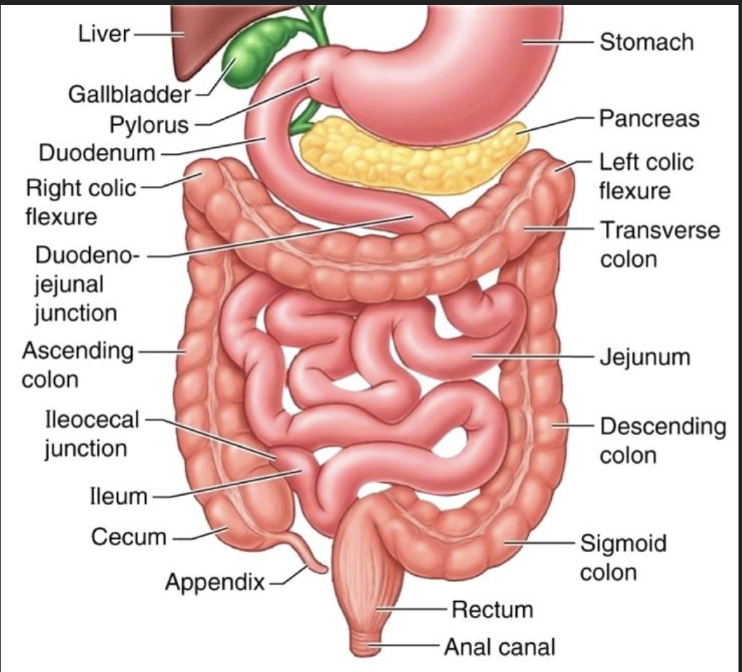 <p>•<strong>duodenum: </strong>attaches to the stomach and curves around the head of the pancreas</p><p>• <strong>Jejunum</strong>: attaches anteriorly to the duodenum</p><p>• <strong>Ileum</strong>: extends from jejunum to large intestine</p>