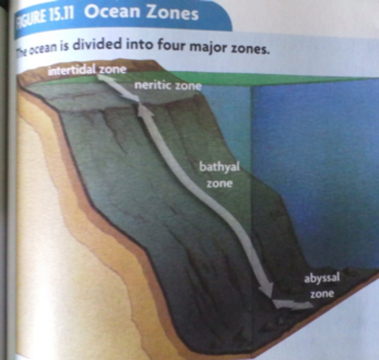 <p>Dark lower zone: very cold, little dissolved oxygen, and survives off nutrients on ocean floor.</p>