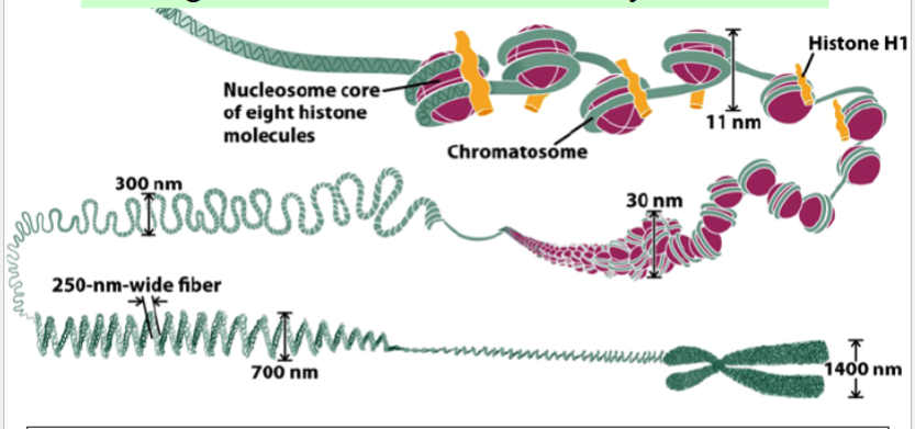 <p>nucleosome: 147bp of DNA wrap around 8 histone proteins (a nucleosome core particle)</p><p>nucleosome is held in place by a 9th histone</p><p>adjacent nucleosomes interact, higher levels of organization occur → chromosome condenses</p><p>partial condensation of some regions of chromosomes is observed during interphase as heterochromatin</p>