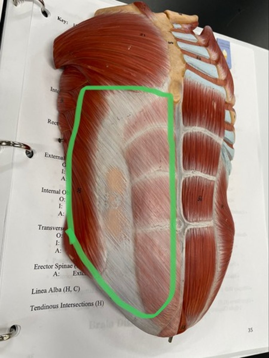 <p>O: lower ribs</p><p>I: linea alba; inguinal ligament</p><p>A: flex trunk; compress abdomen</p>