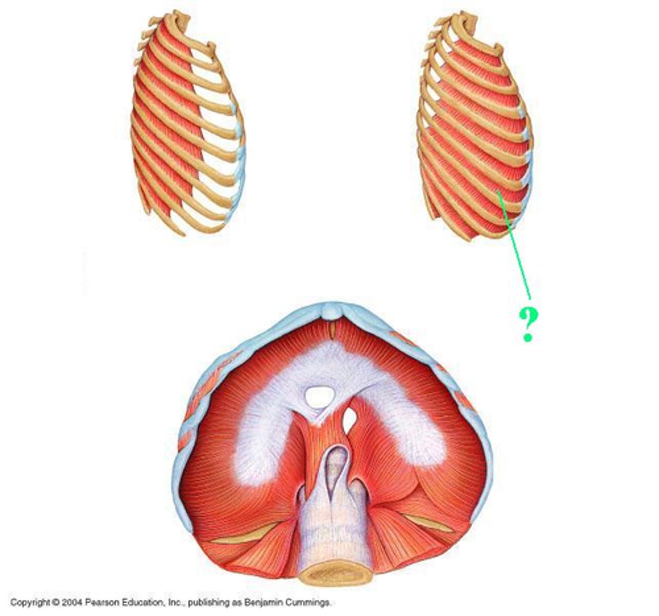 <p>Idenitfy the indicated muscle</p>