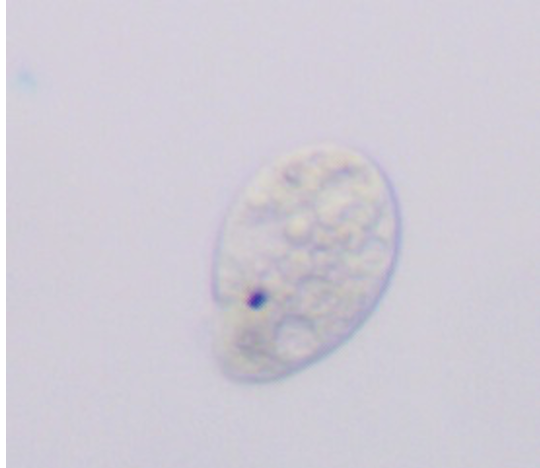 <p>What cell is this?</p>