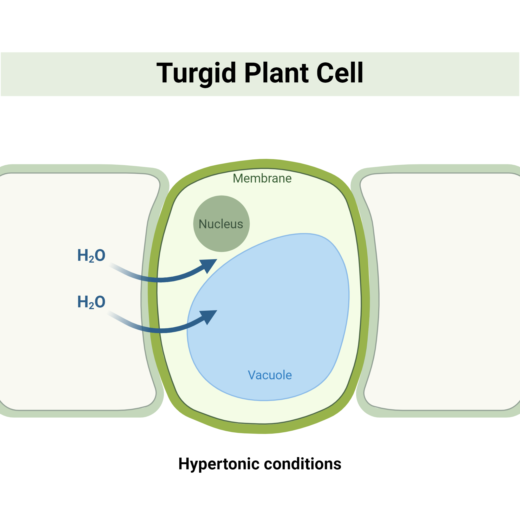 <ul><li><p>very firm plant cell </p></li><li><p>healthy state </p></li><li><p>kept by being in a hypotonic solution </p></li></ul><p></p>
