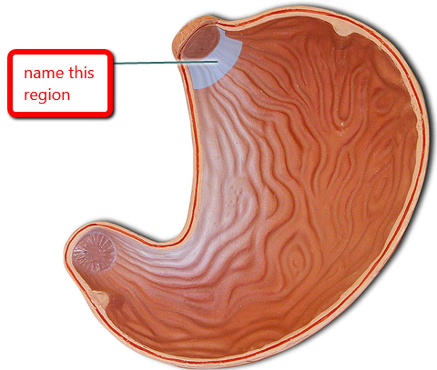 <p>Name this region</p>