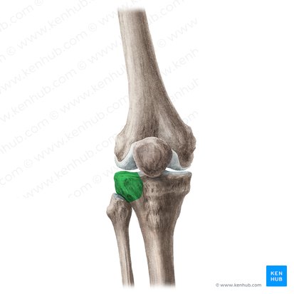 <p>Tibia: Bone Location</p>