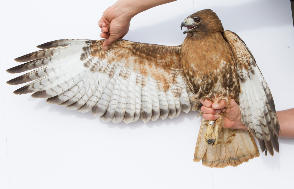 <p><em>Southwestern </em>Red-Tailed Hawk </p>