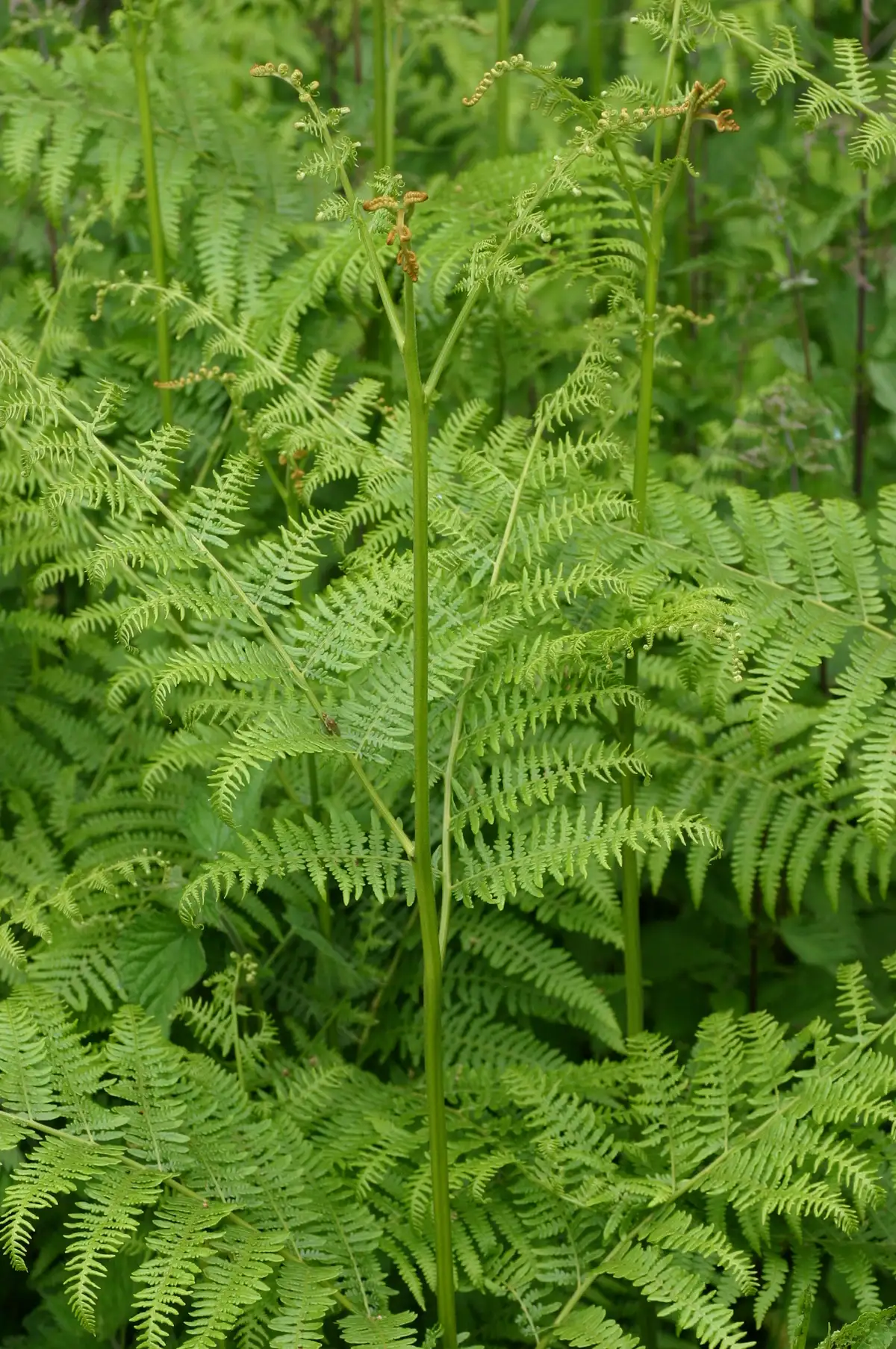 <p>Bracken</p>