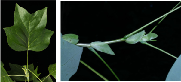 <p>Alternate, simple, 4-lobed leaf with entire margins and paired stipules.</p>