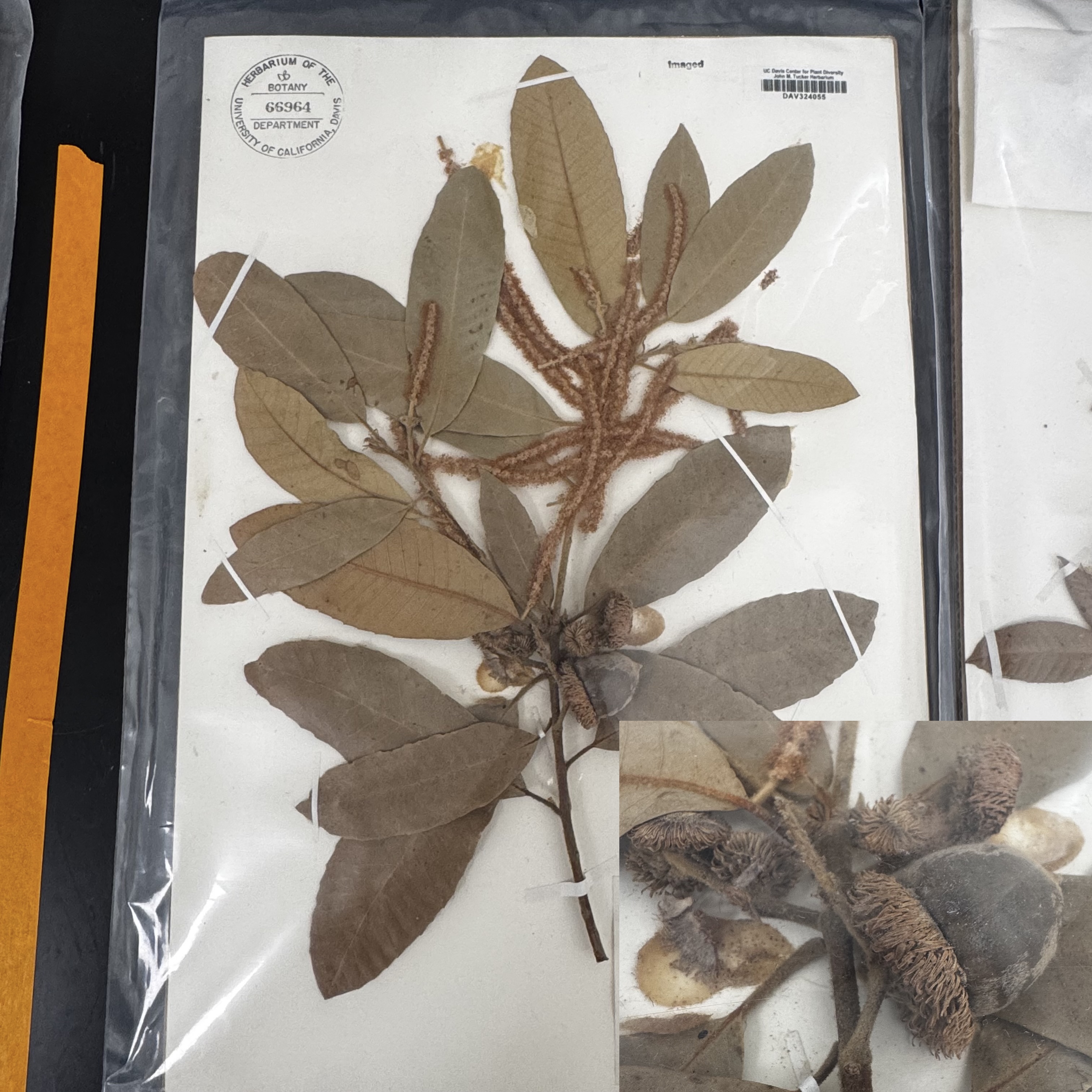 <p>What order, family, and genus?</p>