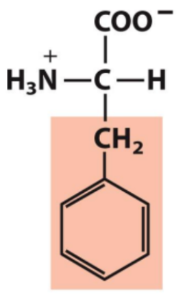 <p>Identify this amino acid</p>