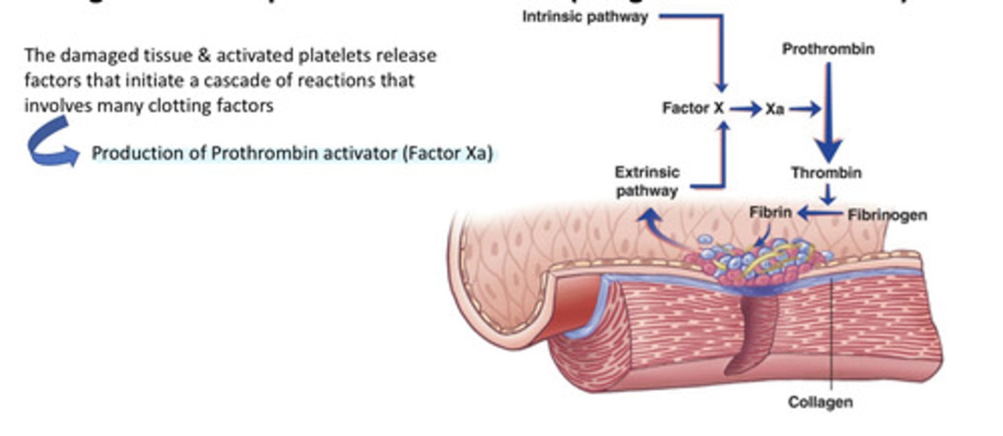 <p>Clotting factors are proteins carried in blood plasma in an inactive state that become activated (coagulation cascade) leading to thrombin, which converts fibrinogen intofibrin.</p>