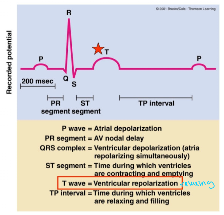 <p>Venticular repolarization</p>