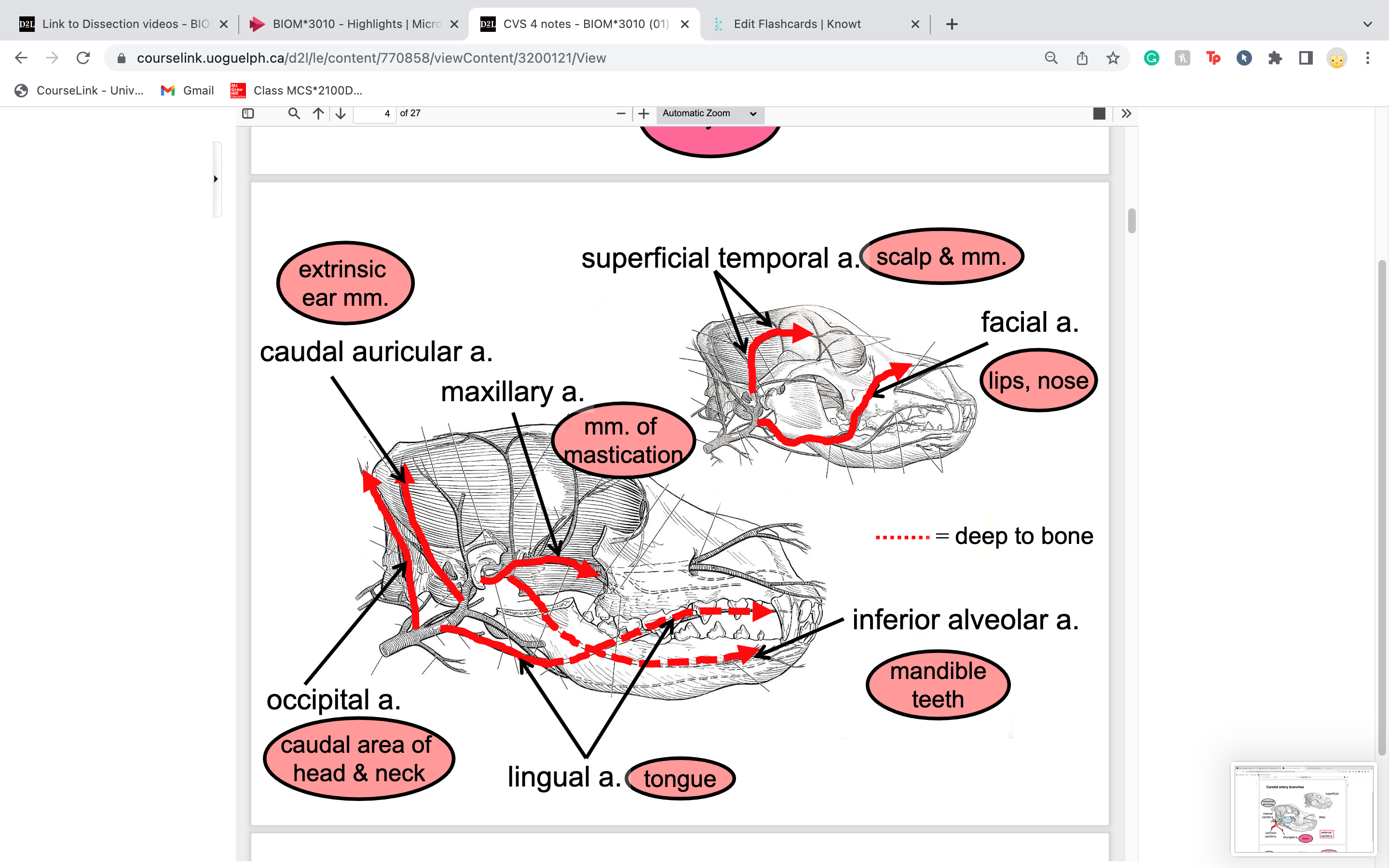 caudal area of the head and neck