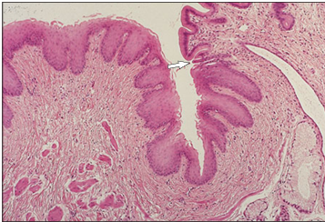<p>Identify the structure:</p><p>Specie:</p><p>Stain used:</p>