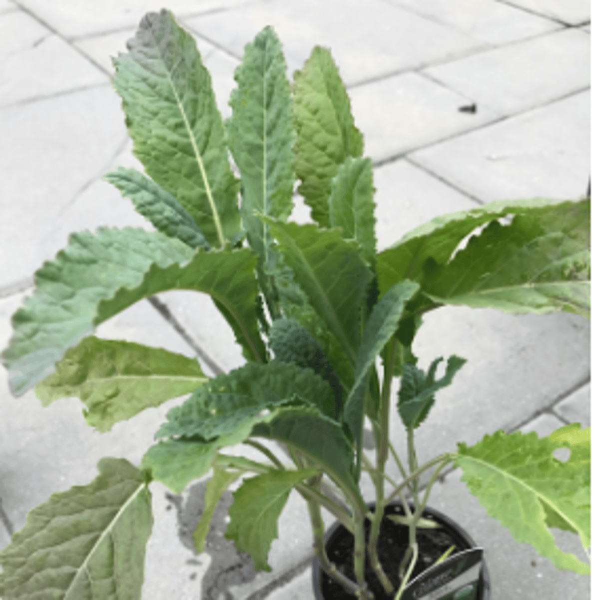 <p>a type of cabbage that has wrinkled leaves</p>
