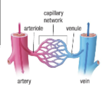 <ul><li><p>Branching of arterioles form capillary beds</p></li><li><p>Site of fluid and gas exchange</p></li><li><p>Extremely small in diameter so that RBC move through in single file</p></li><li><p>Extremely high total cross sectional area slows the flow of blood providing time for diffusion</p></li><li><p>Capillaries merge in a “mirror image” of the way they branched from the arterioles forming the venous side of a capillary network</p></li></ul>