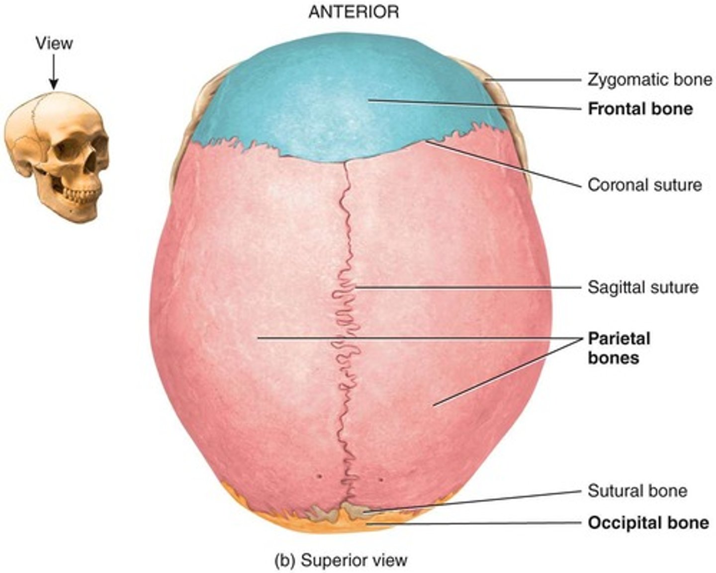 <p>Forehead bone, part of the cranial structure.</p>