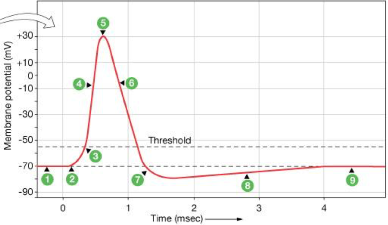 <p>What is the primary event causing the voltage change indicated by #4 on this image?</p>