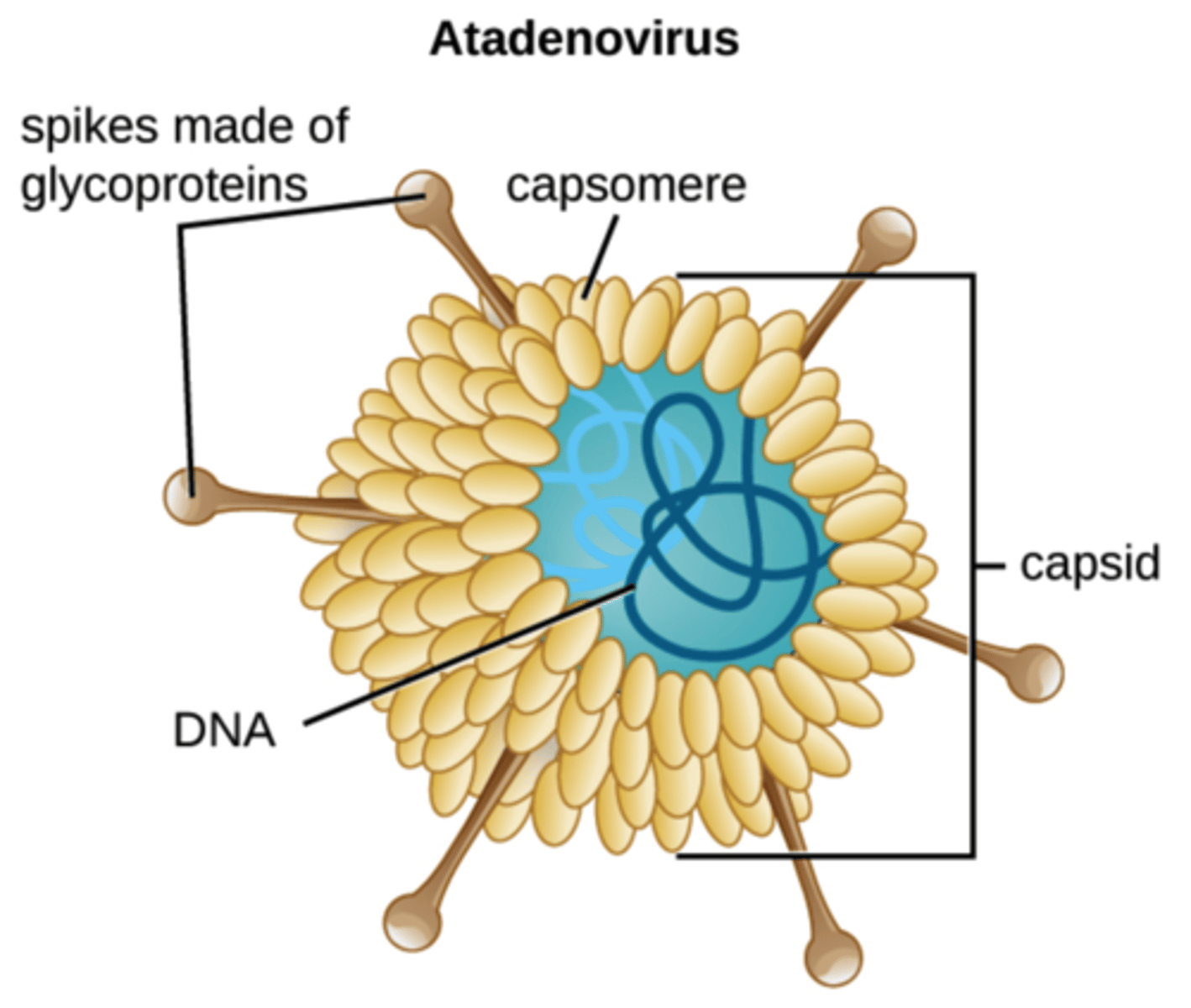 <p>capsomeres</p>