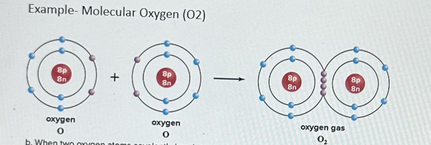 <p>Example of Covalent Bonds- Molecular Oxygen 02</p>