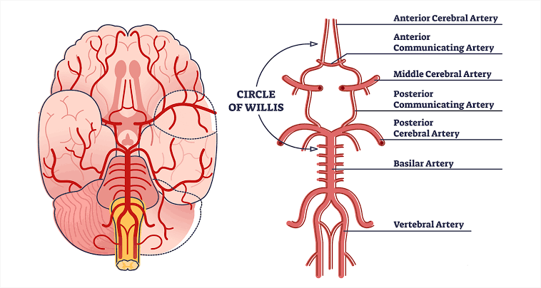 <p>-located within the subarachnoid space </p><p>-sits below the brain, forming the floor on which the brain rests on </p>