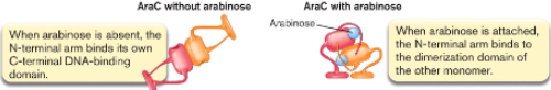 <ul><li><p>its own C-terminal DNA binding domain</p></li><li><p>dimerization domain of other monomer</p></li></ul><p></p>