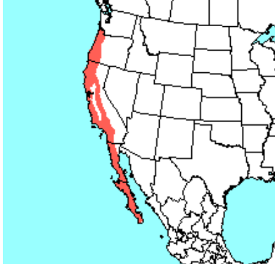 <p>Which species fits the following habitat and management concerns?</p><p><br>Habitat: Dense, brushy cover often along riparian zones or in second growth with adequate grasses or forbs for food; uses burrows but doesn’t dig its own</p><p>Management issues: game species; important prey species; damage to crops, trees, and decorative vegetation; riparian brush rabbit is endangered</p>