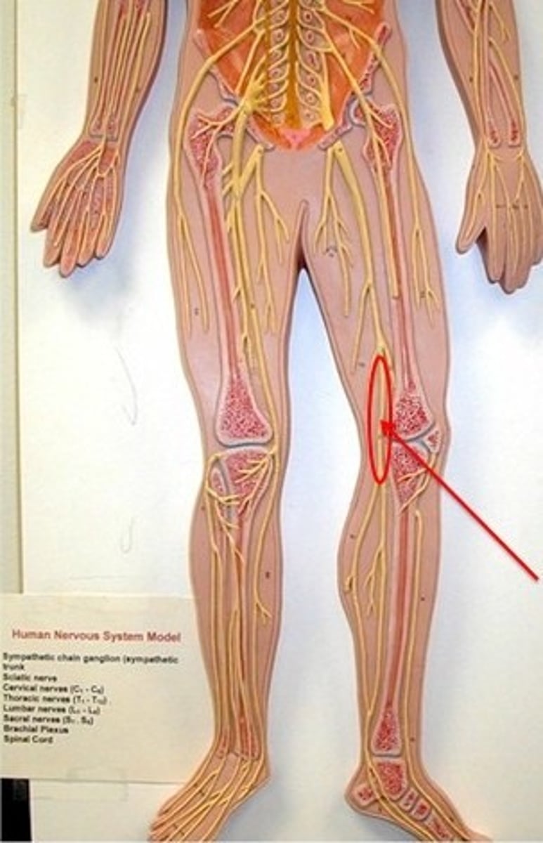 <p>Branch of sciatic nerve serving foot.</p>