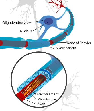 <p>Myelin Sheath</p>