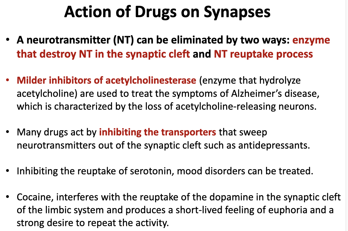 <p>Neurotransmitters can be eliminated through enzymes that will destroy the neurotransmitters in synaptic cleft and the neurotransmitter re-uptake process. Ex. cocaine inhibits the re-uptake of dopamine in the synaptic cleft which causes a short feeling of euphoria and makes one want to repeate the activity</p>