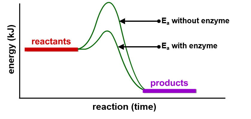 <p>. by lowering the activation energy (Ea) of a reaction (the energy needed to start a reaction)</p><p>—&gt; different reactions have different activation energies</p>