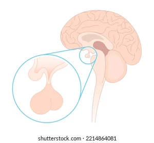 <p>what gland is the back “ball”?</p>