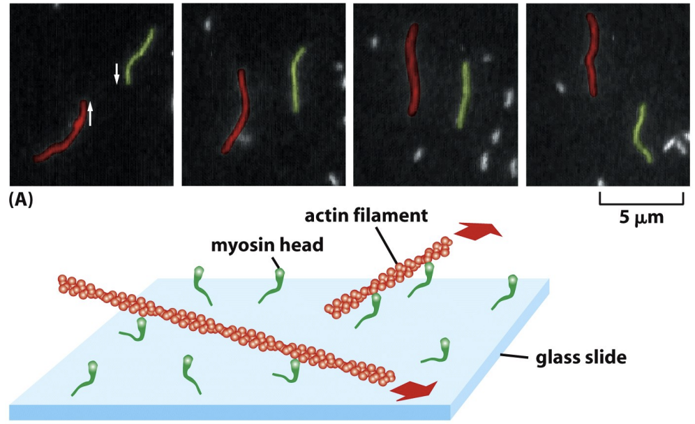 \
* The motor function of Myosins can be directly demonstrated by video microscopy of filament sliding assays. 
* In these experiments, myosin molecules are stuck to glass such that some bind by their tails with their head domains free. If fluorescent actin filaments are added without ATP (labeled with phalloidin), the filaments stick to the Myosin on the glass. If ATP is added, the filaments slide along the glass because actin is moving. The velocity of movement differs among distinct Myosins.
* Movement is ATP dependent
* ATP hydrolysis is coupled to Myosin motility, and Myosin ATPase activity is actin-activated. In the absence of actin the rate of hydrolysis is 4 ATP/hour, whereas in the presence of actin it is 20 ATP/second. This ensures that Myosin is active and using ATP only when actin is around.
* Which are the (+) ends? Which are the (–) ends? Is the + or – end leading? (-) leading because motors move towards (+) so driving (-) to lead movement