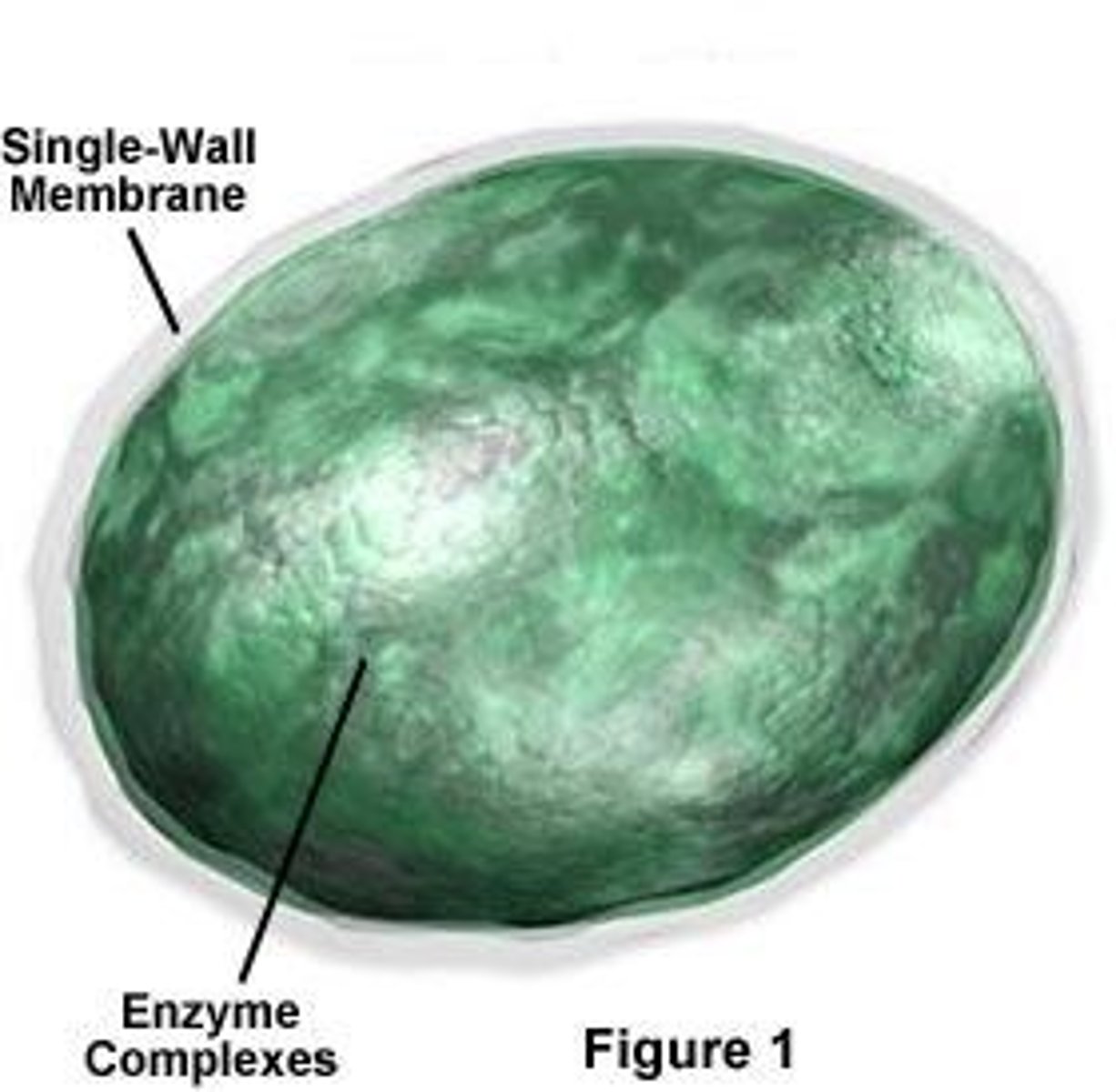 <p>A membrane bound organelle containing hydrolytic enzymes used to digest macromolecules. The enzymes function best in an acidic environment.</p>