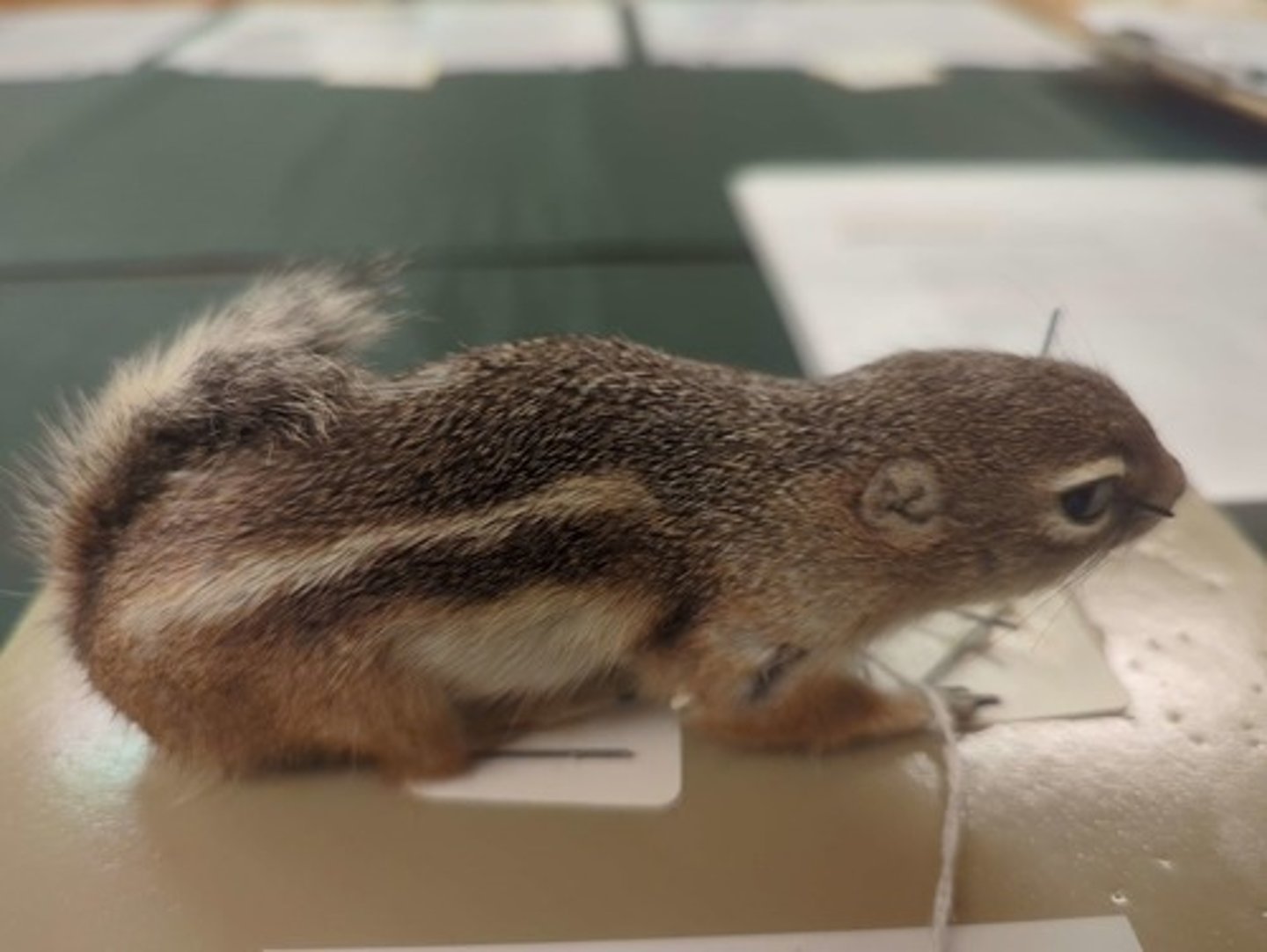 <p>What animal is this?</p>