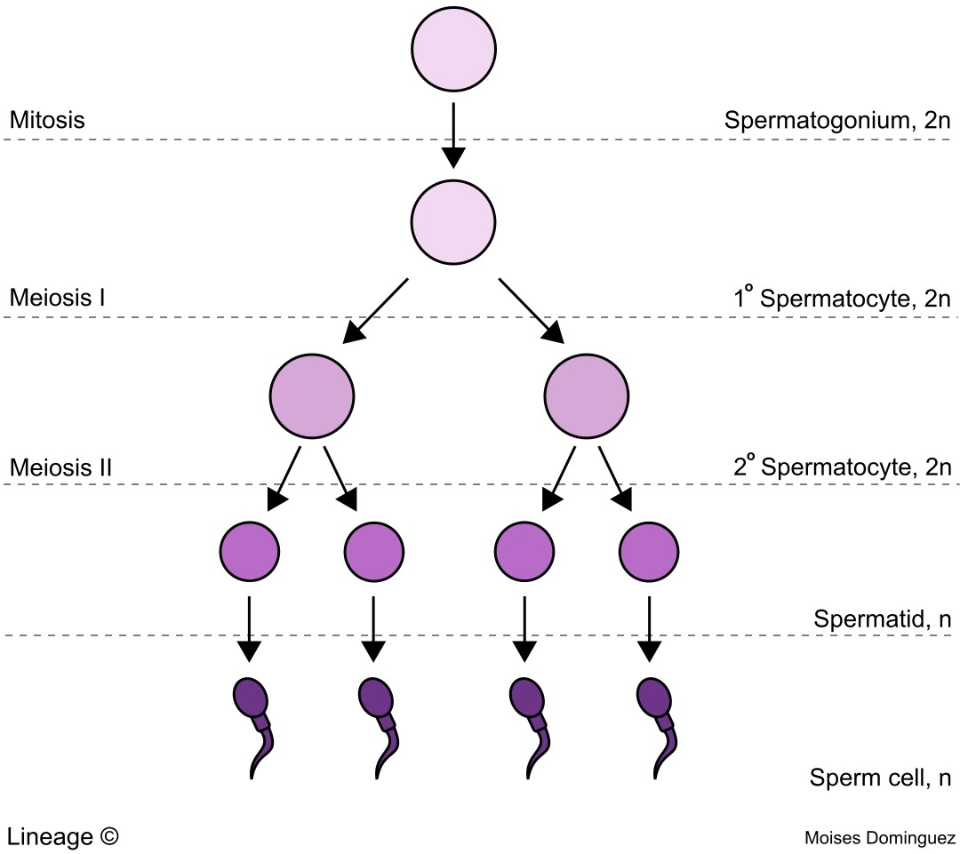 <p>The process of producing male gametes (sperm) in the testes, beginning at puberty.</p>