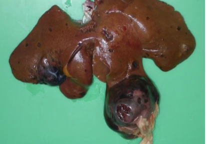 <ul><li><p>Spleen and right auricle</p></li><li><p>Dark red and blood filled</p></li><li><p>Large breeds of dogs</p></li></ul><p></p>